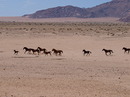 Fotos_Sonstige Wildtiere