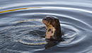 ariranha - flussotter, brasil nº07