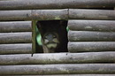 Fotos_Sonstige Wildtiere