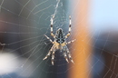 Fotos_Sonstige Wildtiere
