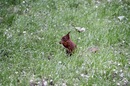 Alleine im Gras 