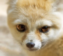 Fotos_Sonstige Wildtiere