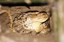Kröte in ihrer Höhle bei mir im Garten