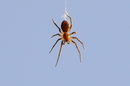 Spinne
