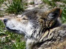 Fotos_Sonstige Wildtiere