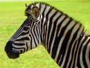 Zebra1