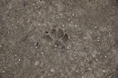 Fotos_Sonstige Wildtiere
