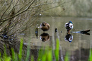 Enten im Teich