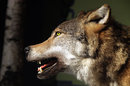 Wolfsblut