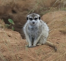Erdmännchen...