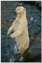 Fotos_Sonstige Wildtiere