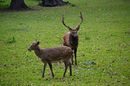 Rehe in freier natur schön mitanzusehen :D