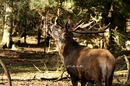 Hirsch