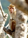 Fotos_Sonstige Wildtiere