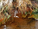 am Bach-Ufer