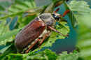 Maikäfer