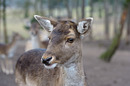 Wild Portrait