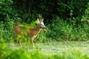 Fotos_Sonstige Wildtiere