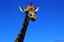 Fotos_Sonstige Wildtiere