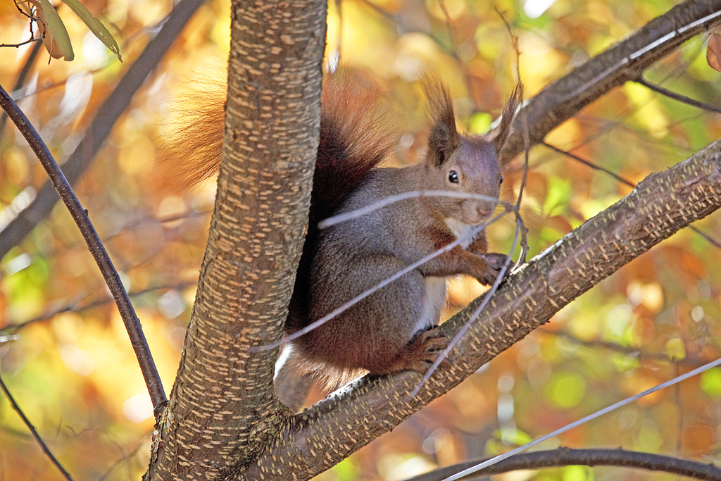 gekleidet in den Farben der Saison