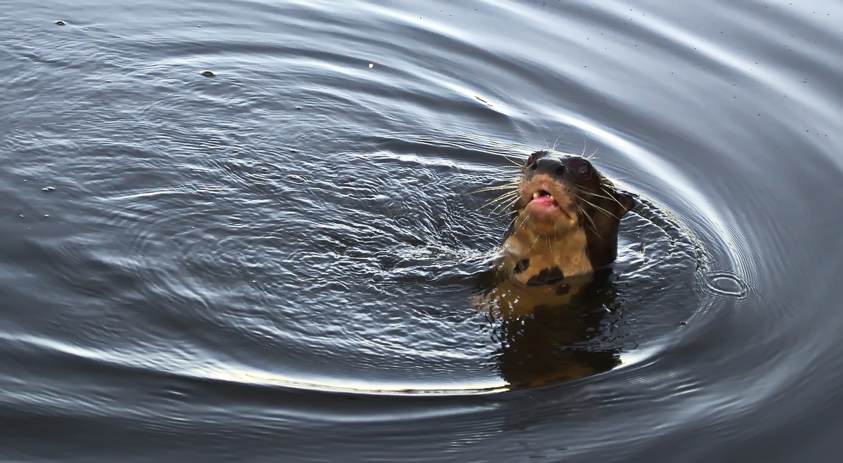 ariranha - fischotter nº05 brasil