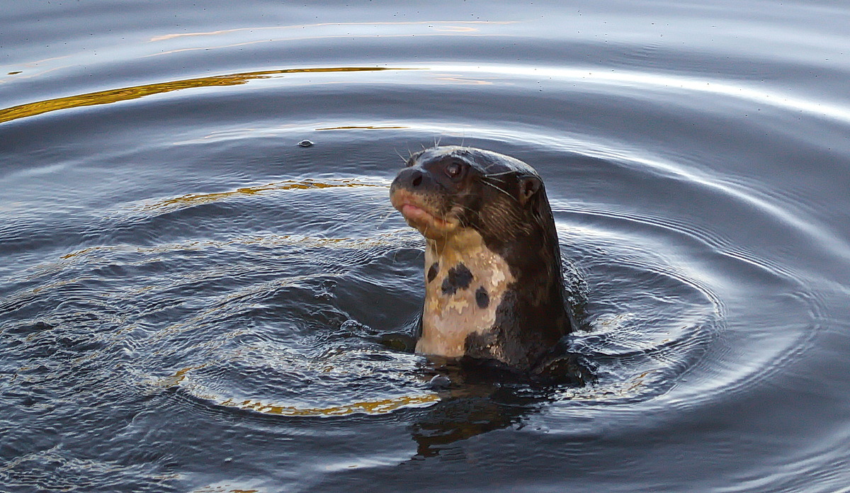ariranha - flussotter, brasil nº07