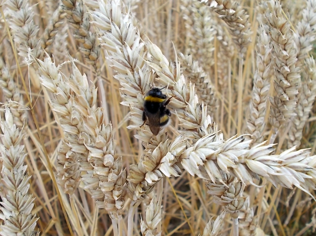 Hummel