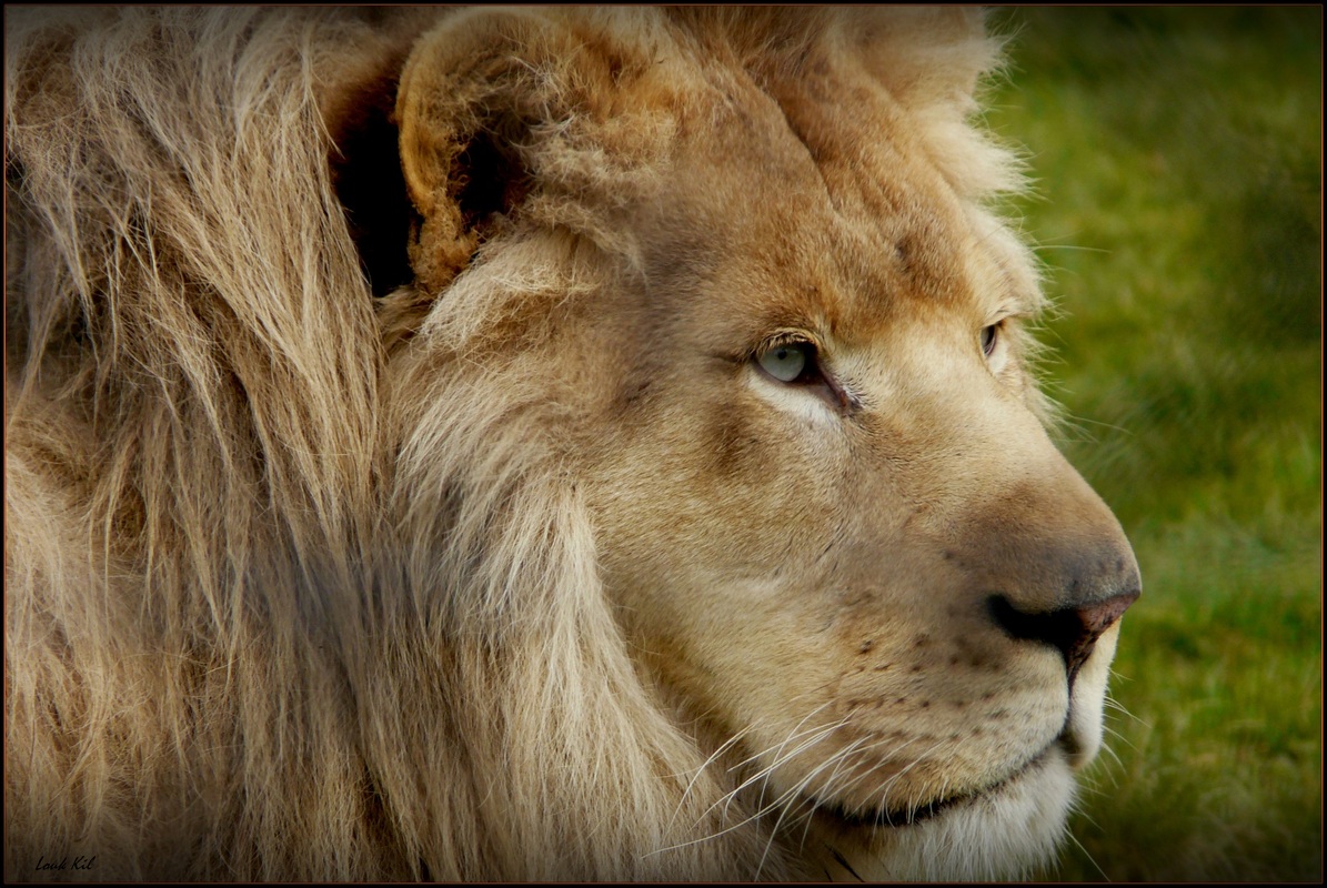 König!