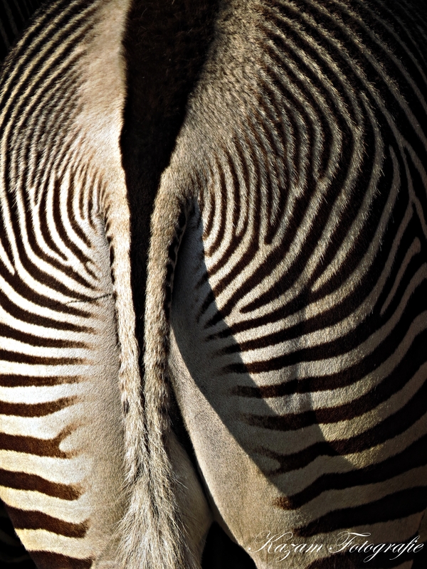 Grevy- Zebra