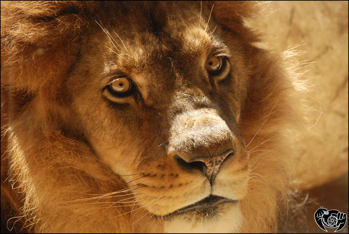 Lion...