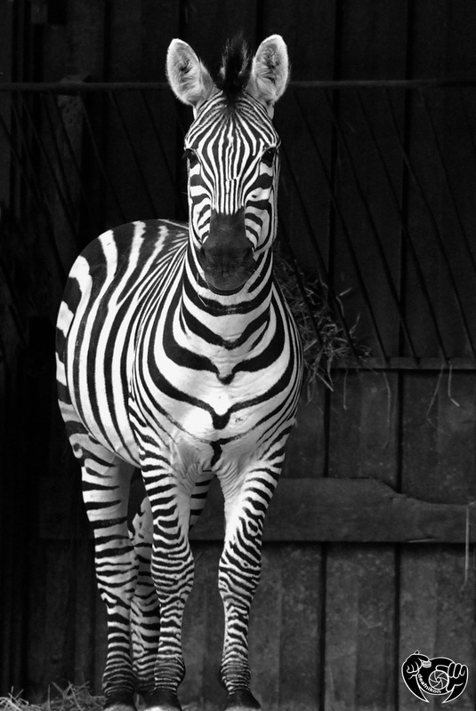 Zebra II