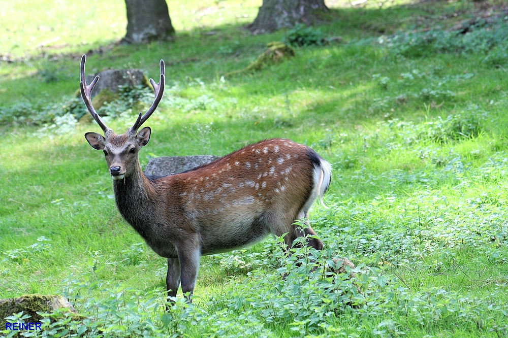 Hirsch