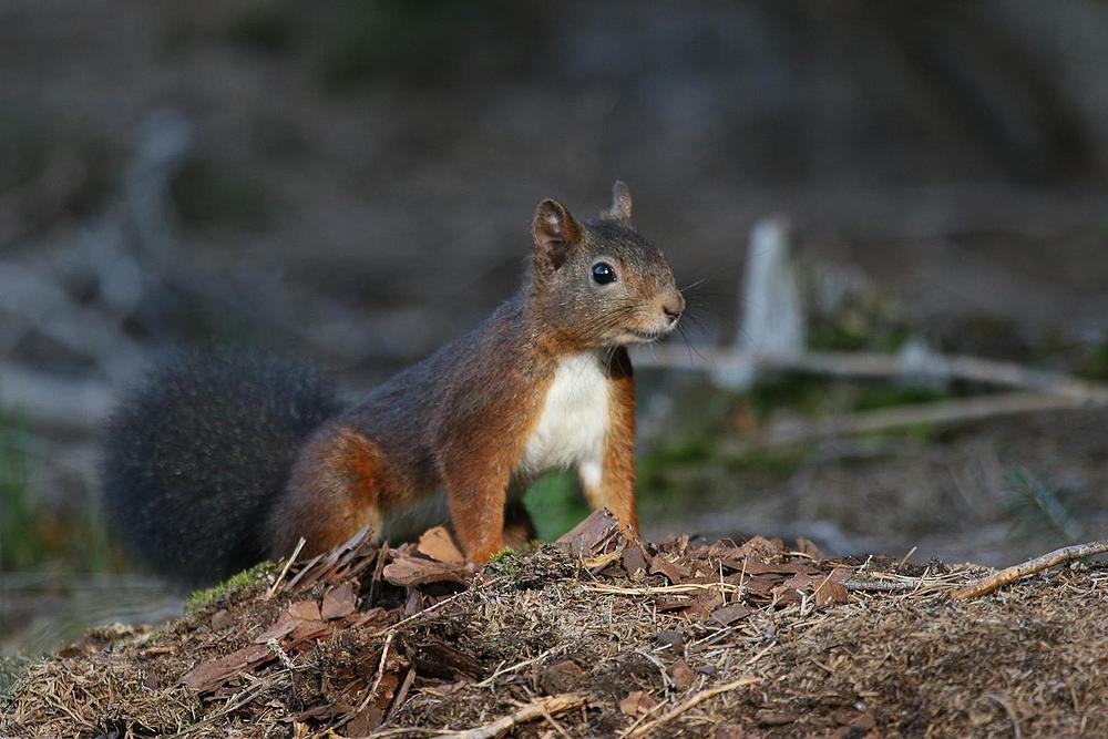 Eichhörnchen