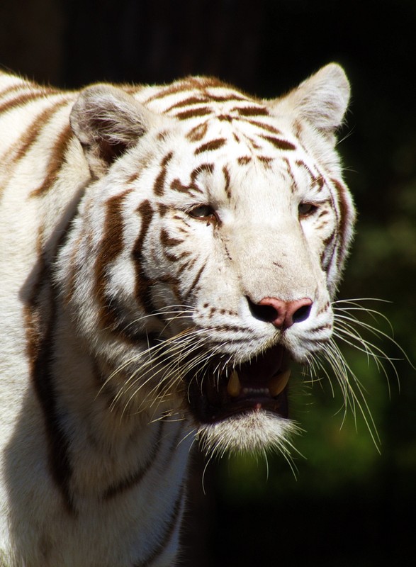 Tiger weiß
