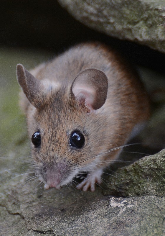 kleine Knopfaugen