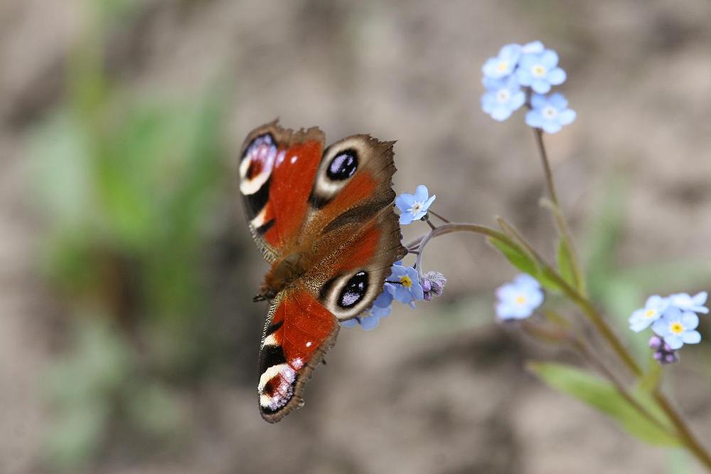 Schmetterling