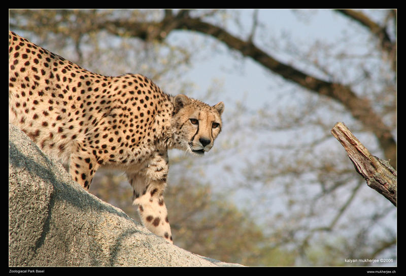 Gepard