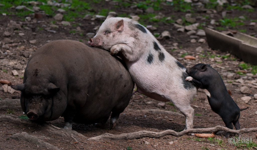 Polonaise Schweine