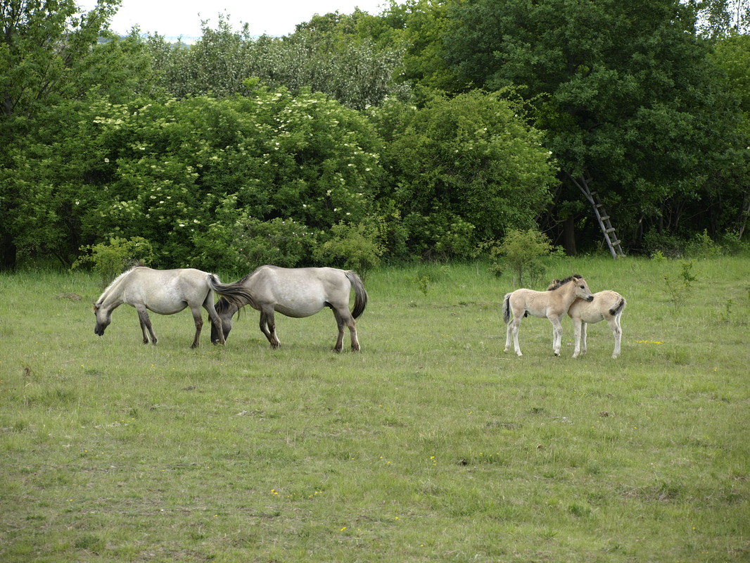 Wildpferde