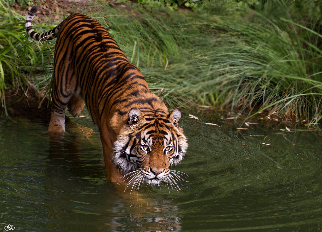Sumatra Tiger