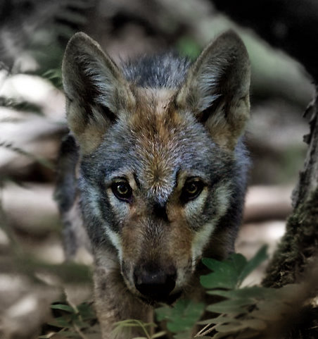Wolf