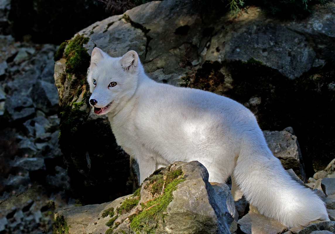 Polarfuchs