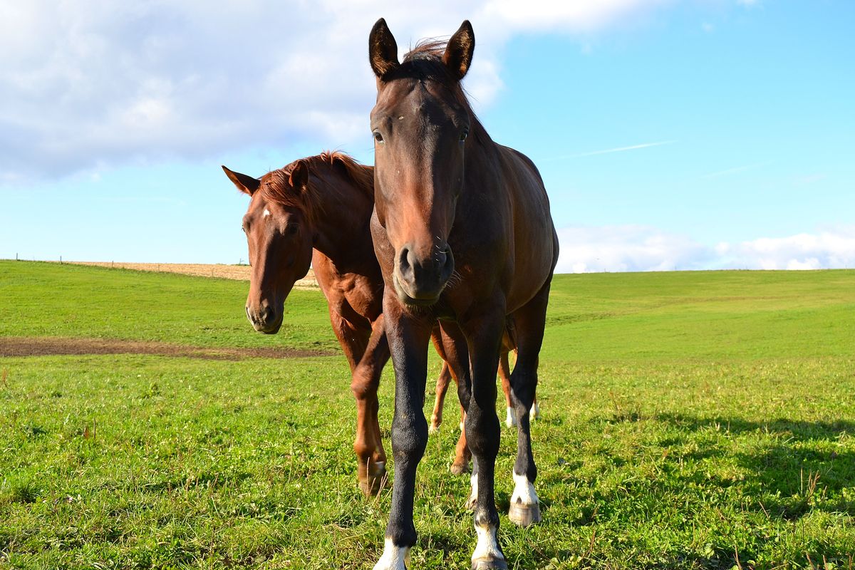 Pferde unter sonne kamen auf mich zu 