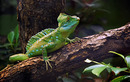 Fotos_Amphibien
