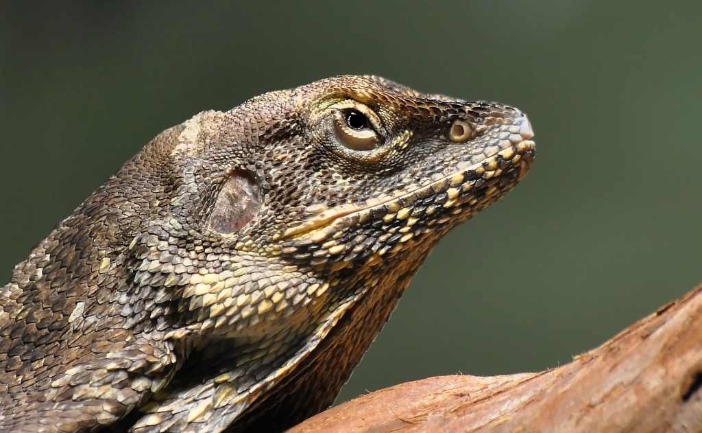 *** Leipziger Kragenechse ***