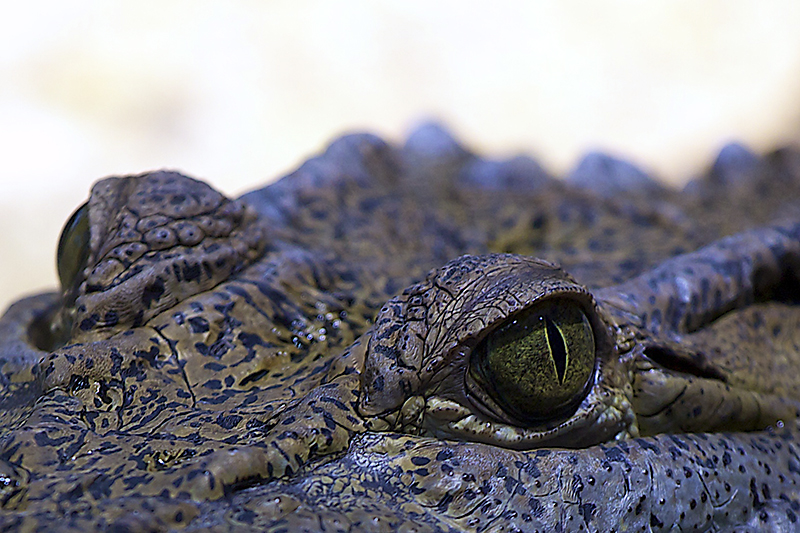 Krokodil