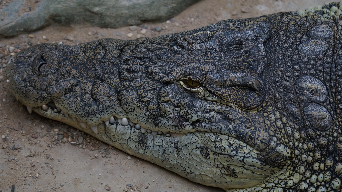 der Kroko Kopf