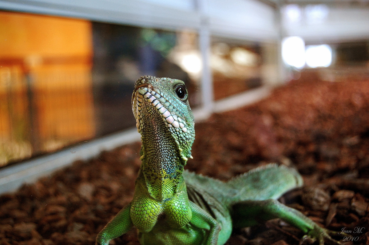 Wasseragame