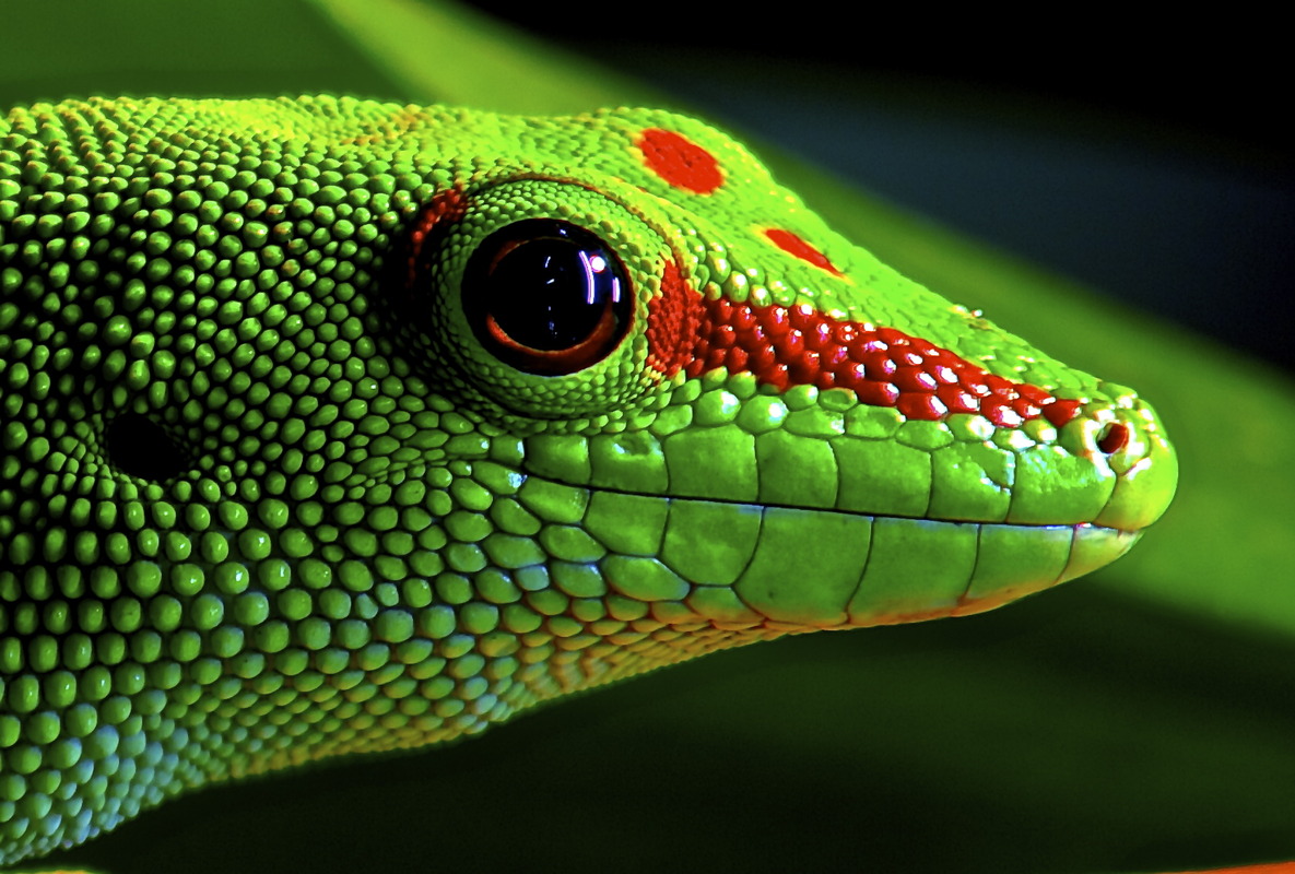 Madagaskar Taggecko III