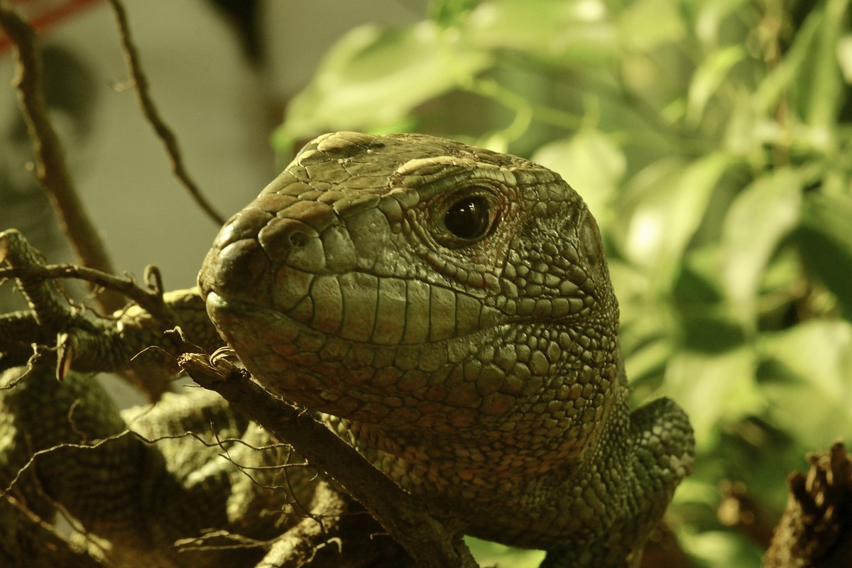 Die Insel der Saurier